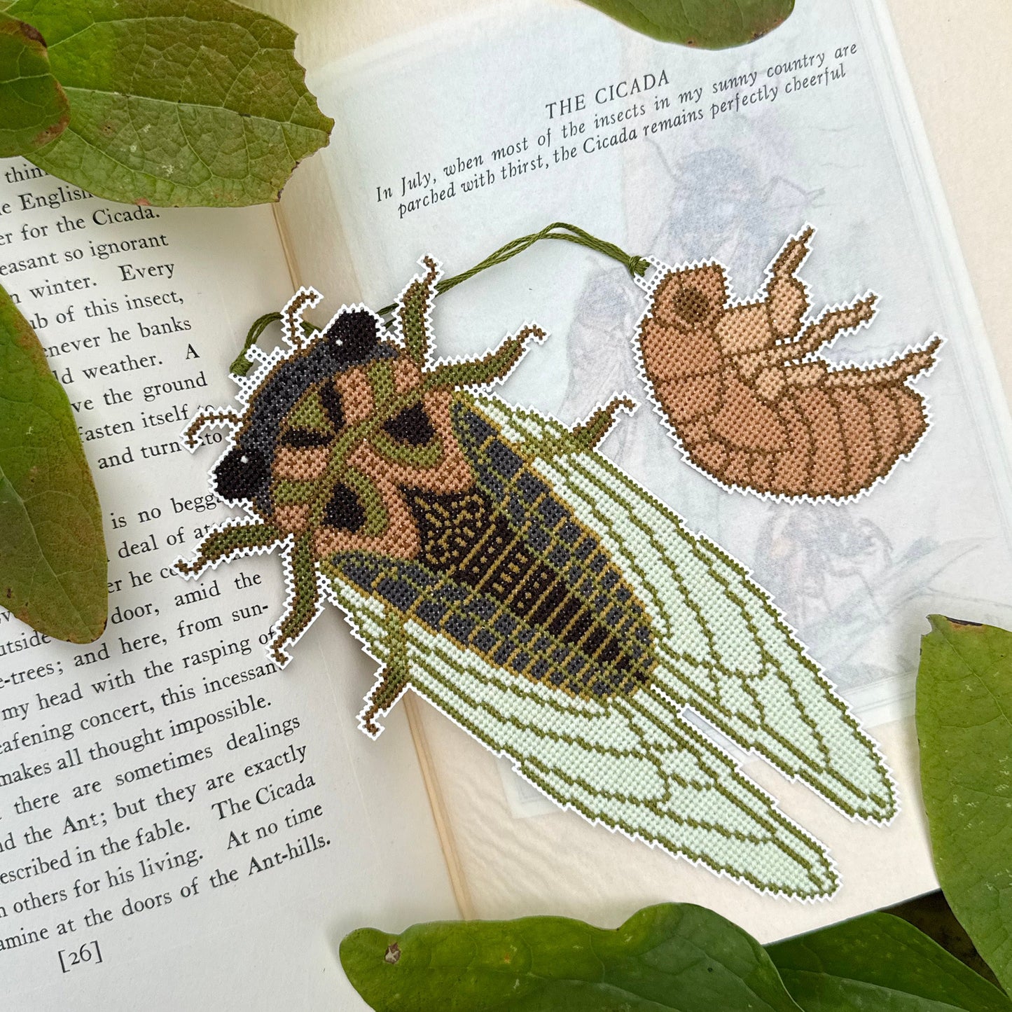 Cicada Season