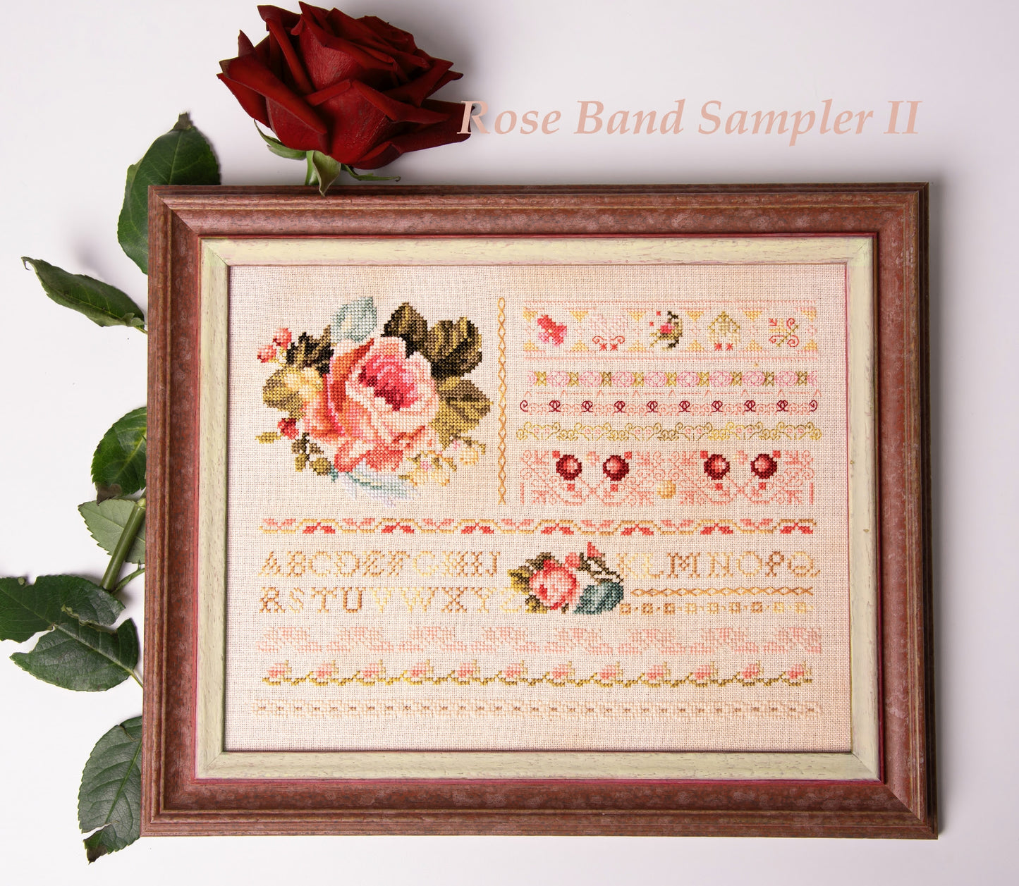Rose Band Sampler II